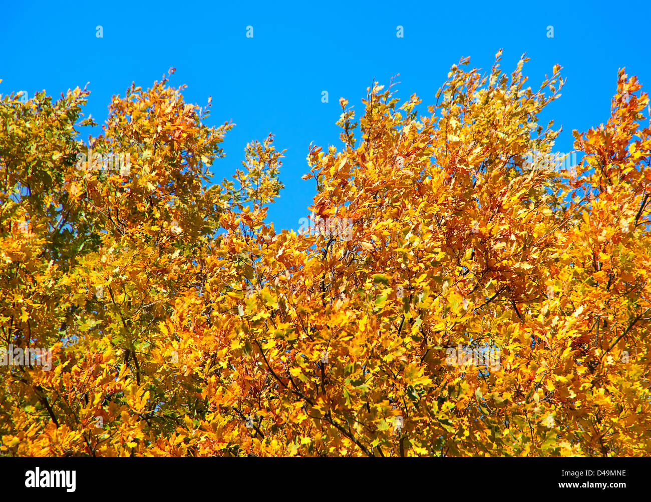 Oak branch in blue sky autumn Stock Photo - Alamy