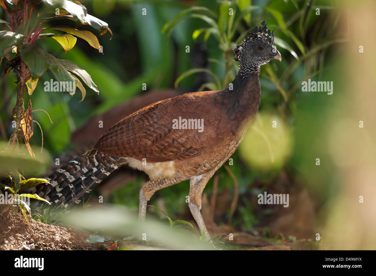 The Great Curassow (Crax rubra) (Spanish: hocofaisán, pavón norteño) is a large, pheasant-like bird from the Neotropics, female Stock Photo