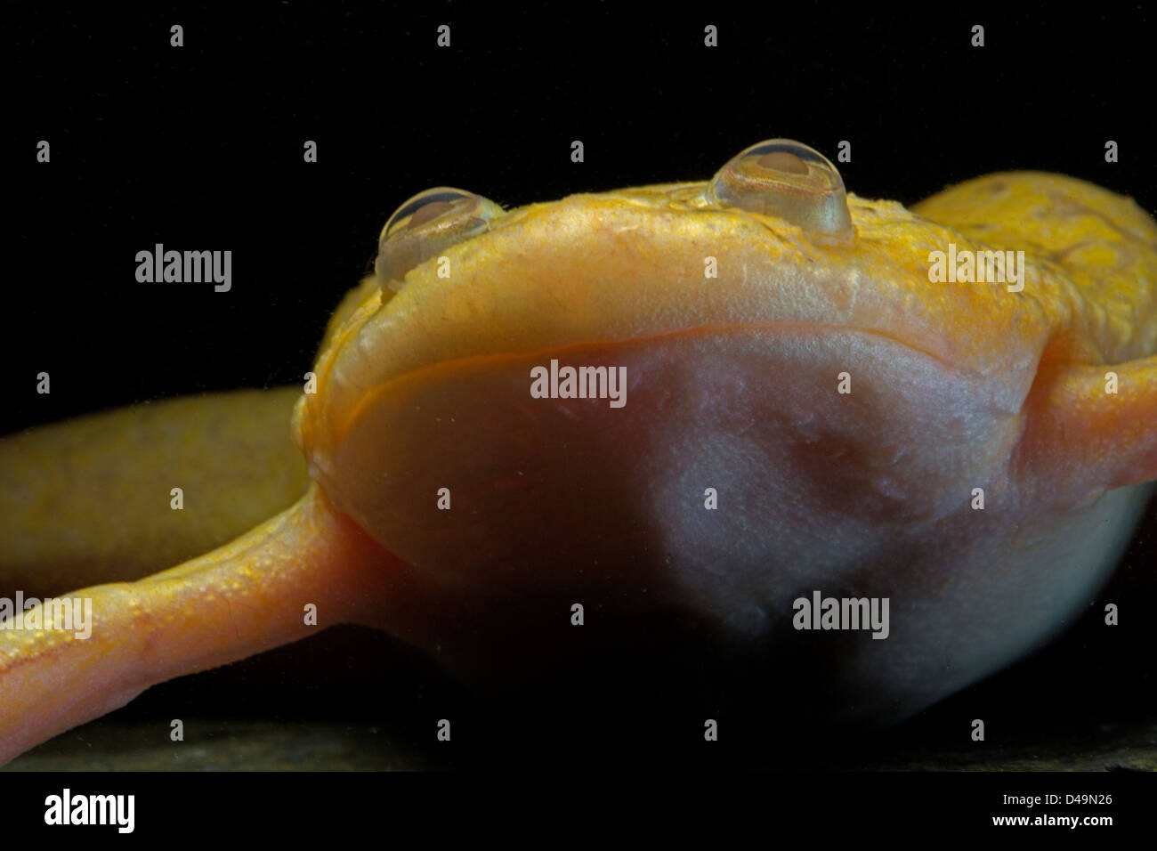 African clawed frog (Xenopus laevis), albino, captive Stock Photo