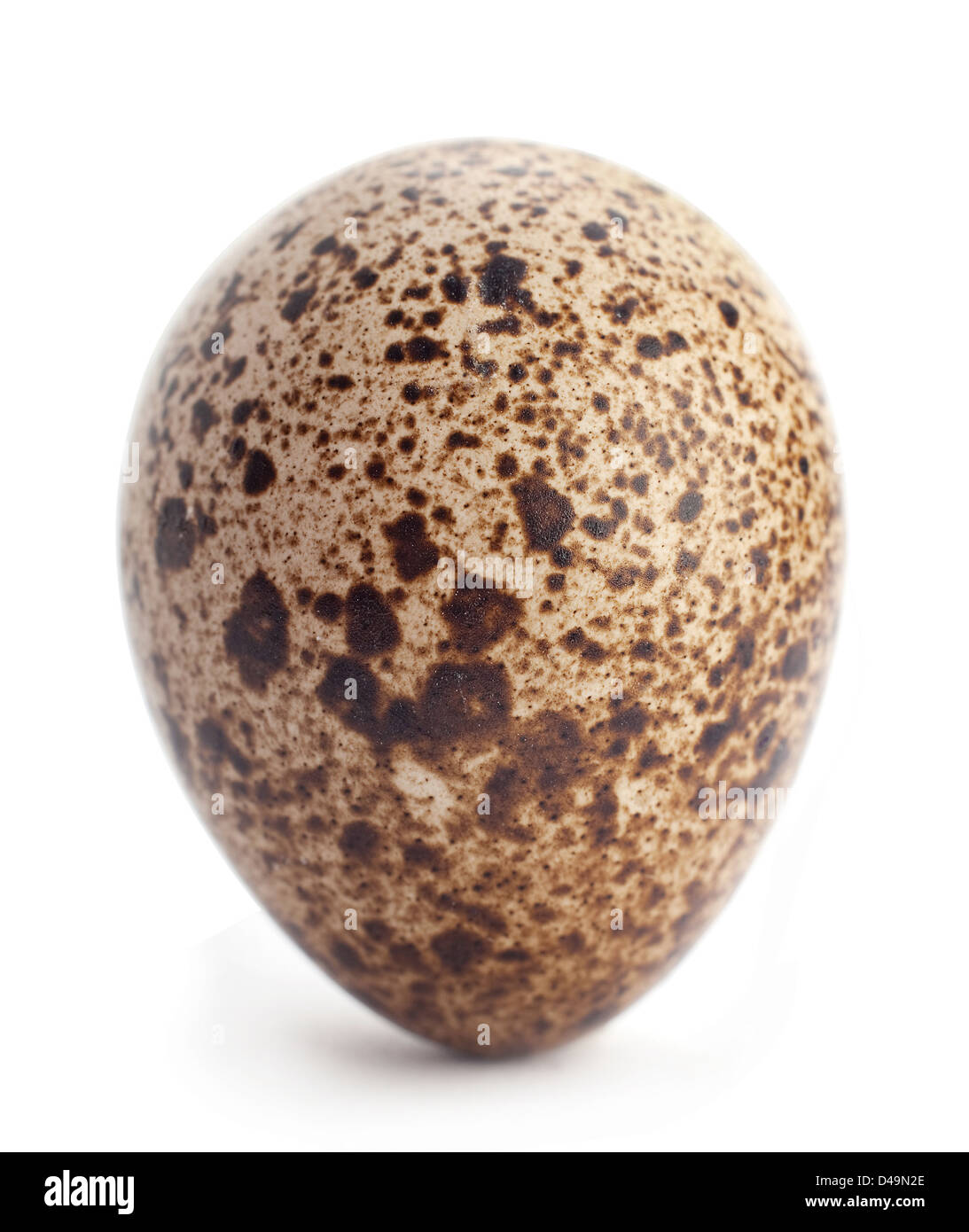 Quail egg closeup isolated on white Stock Photo