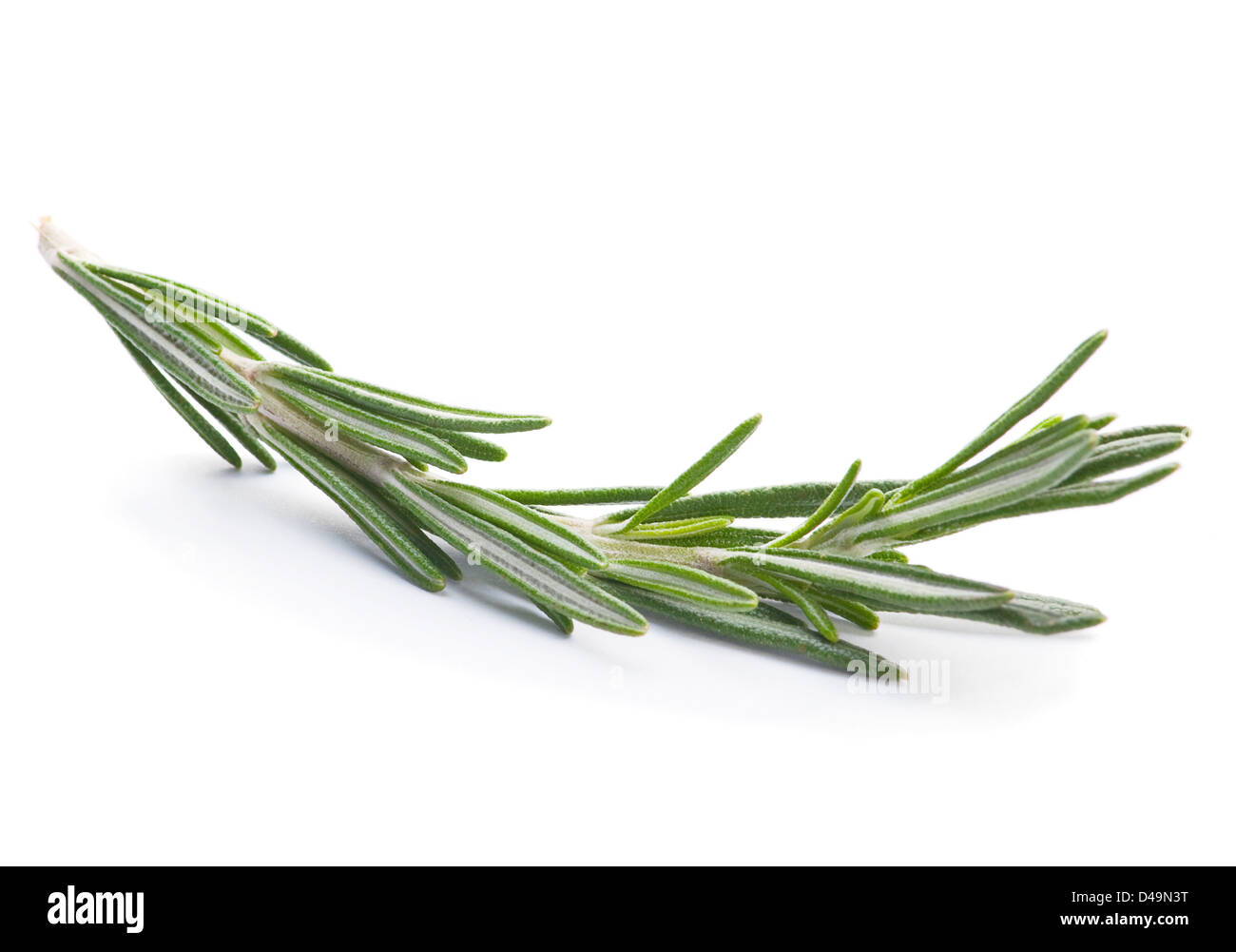 Rosemary herb twig closeup isloated on white Stock Photo