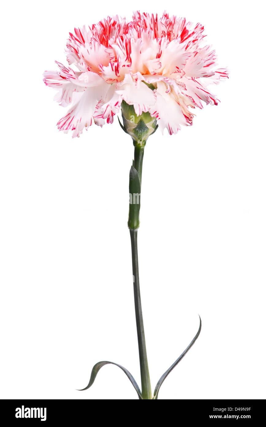 Pink carnation flower closeup on white Stock Photo