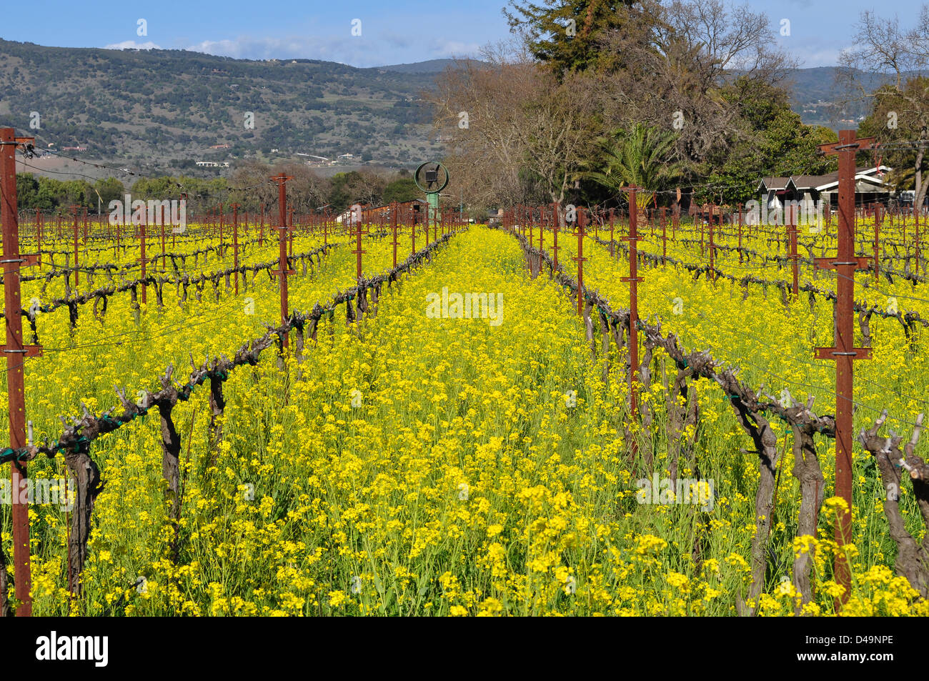 Mustard flowers Napa vineyard Stock Photo Alamy