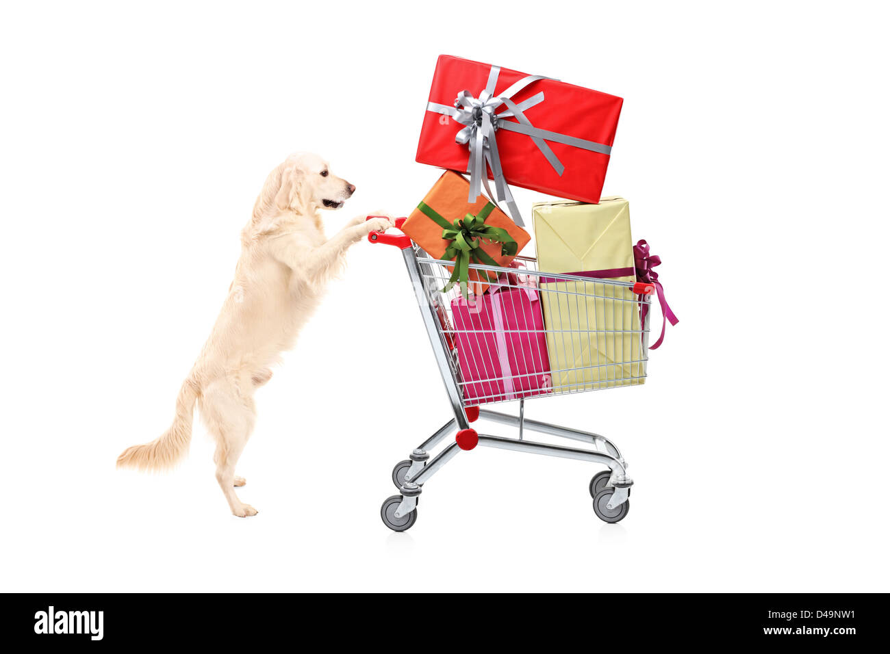 Retriever dog pushing a shopping cart full of wrapped presents isolated