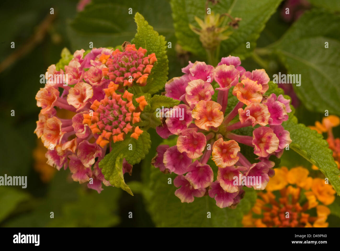 Flowers of Lantana camara, Verbenaceae Stock Photo