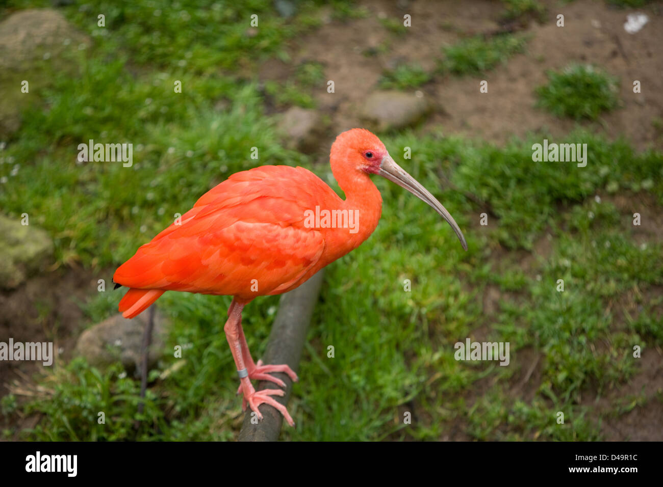 Scarlet Ibis in a naturan inviroment Stock Photo