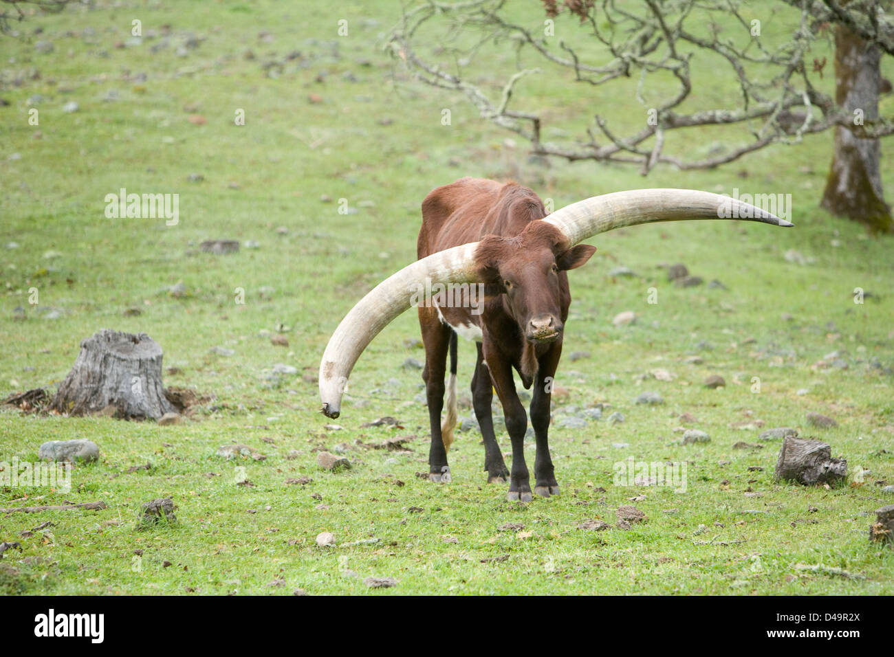 Ватусси дикий бык. Корова с огромными рогами. Большие роги. Парнокопытные с рогами. Рога оленя.