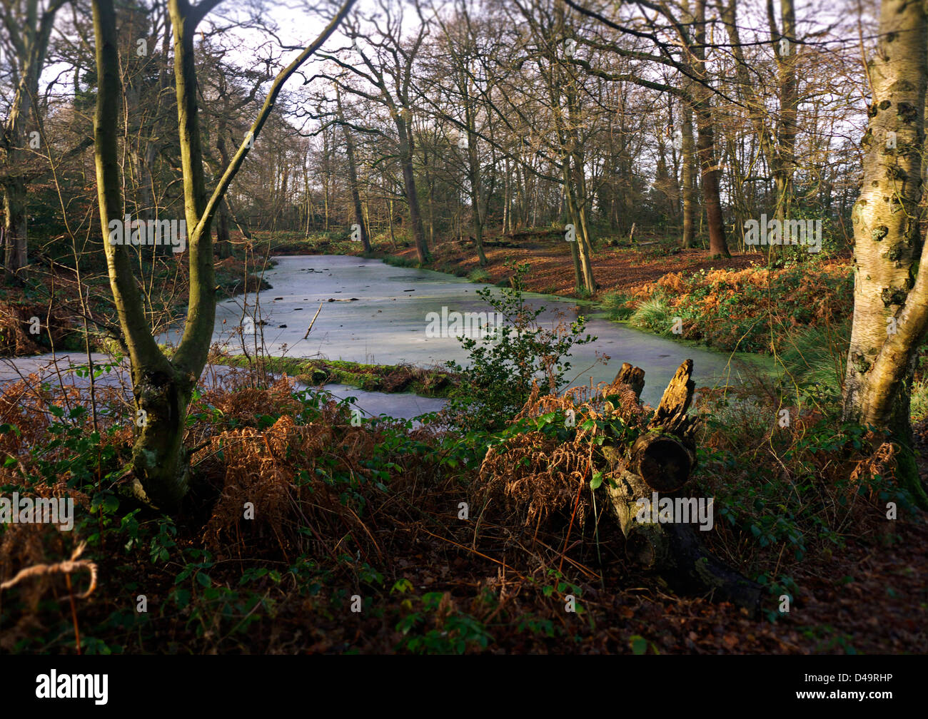 The ancient Camlet Moat in Trent Park near London UK Stock Photo