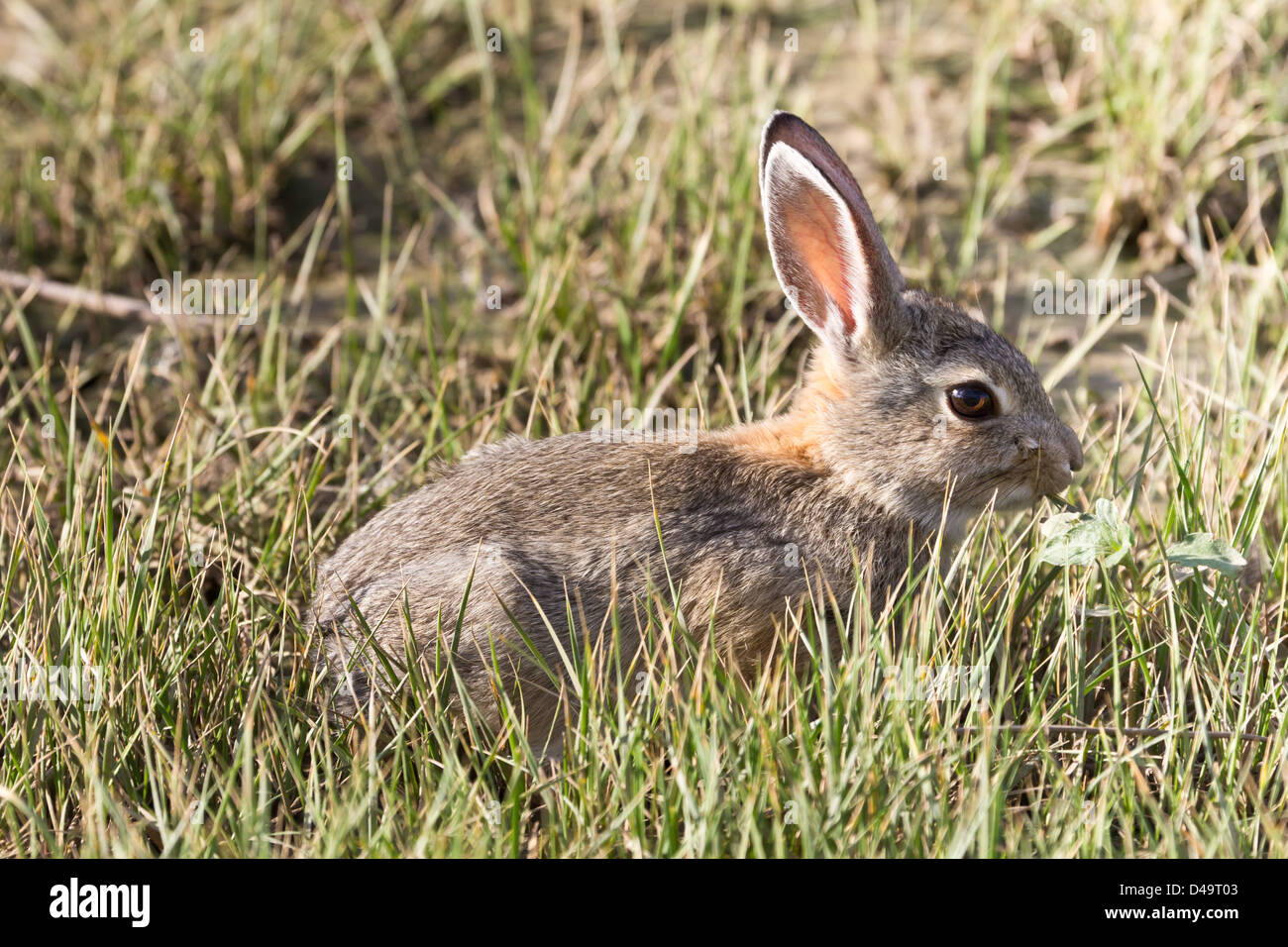 A rabbit frolics through the grass at Denver International Airport in ...