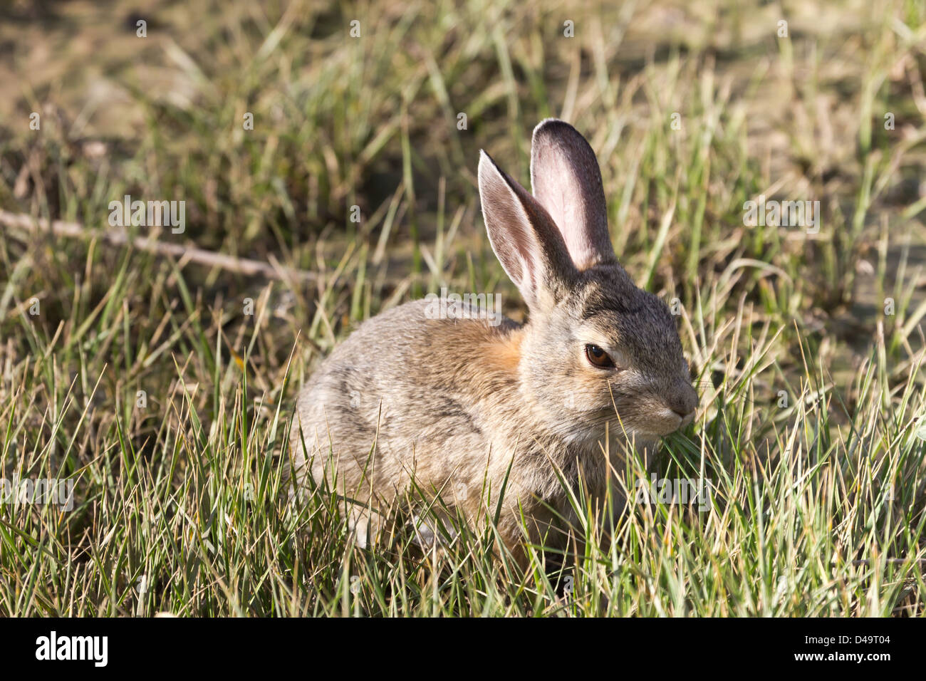 A rabbit frolics through the grass at Denver International Airport in ...