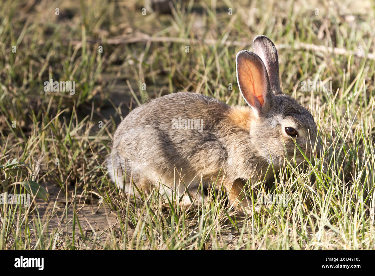A rabbit frolics through the grass at Denver International Airport in ...