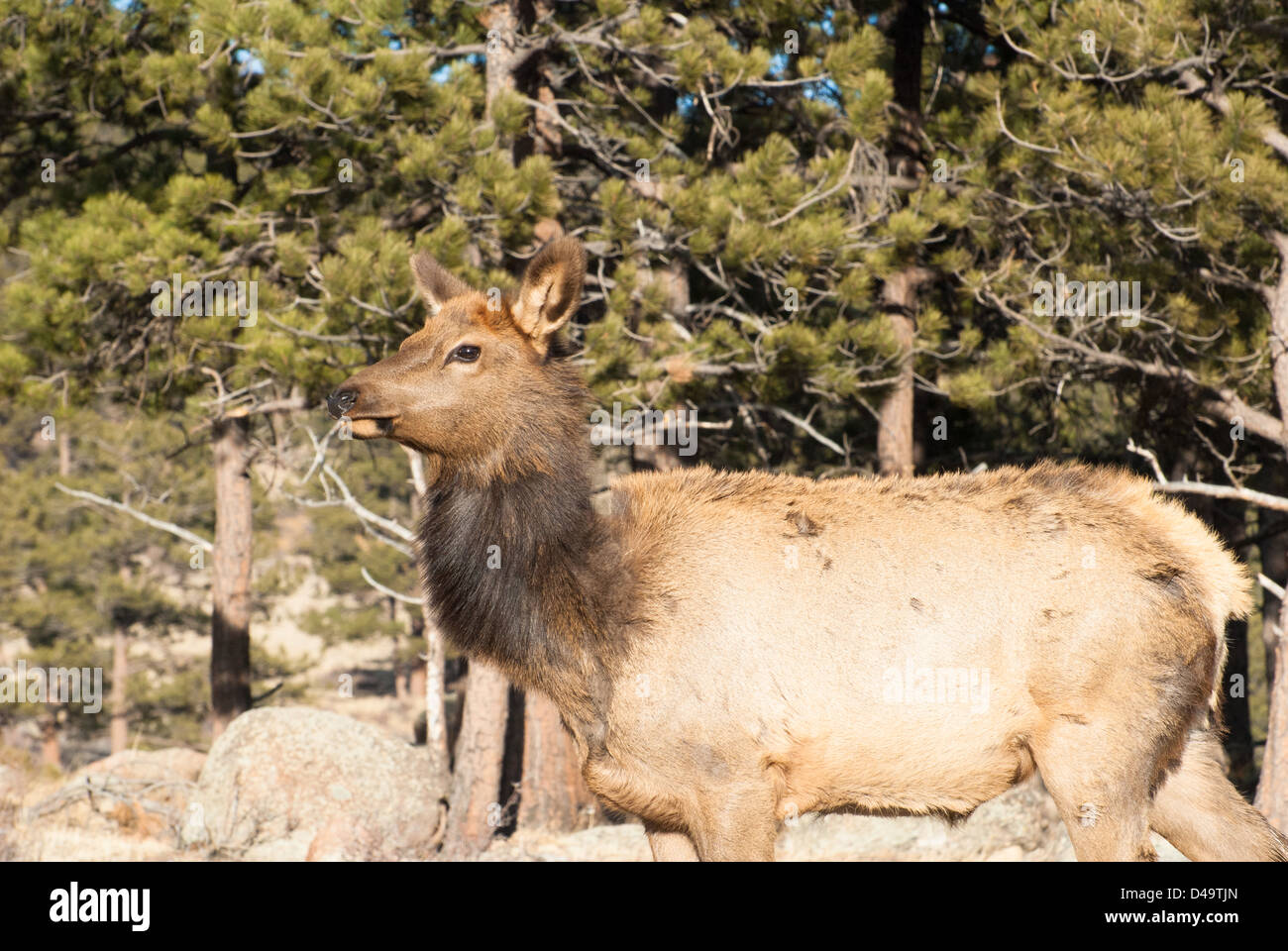 Elk at Rocky Mountain National Park in Colorado Stock Photo - Alamy