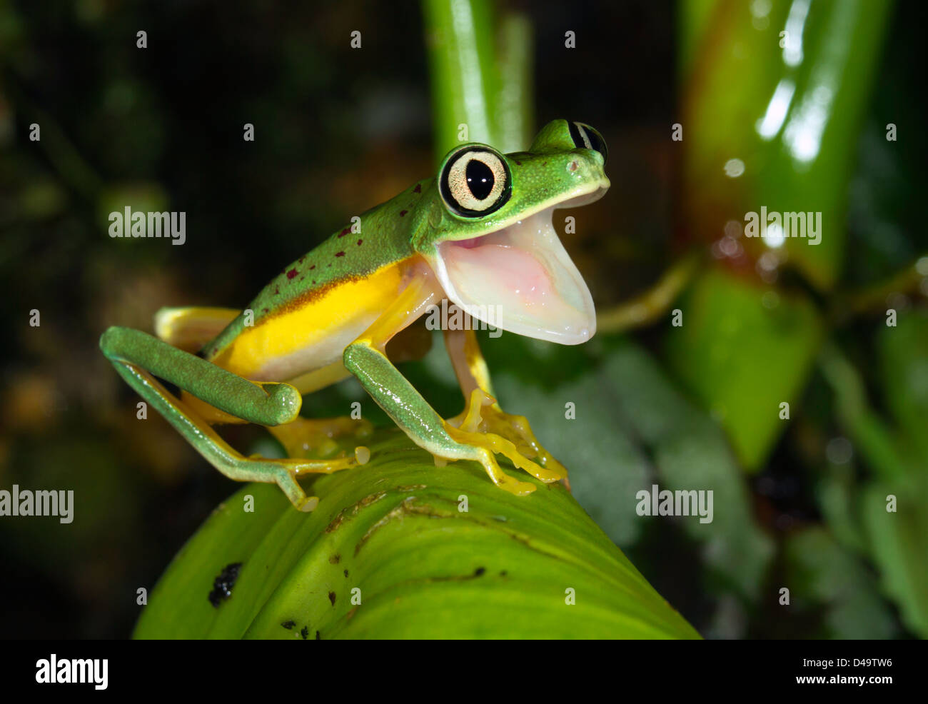 Yawning frog hires stock photography and images Alamy