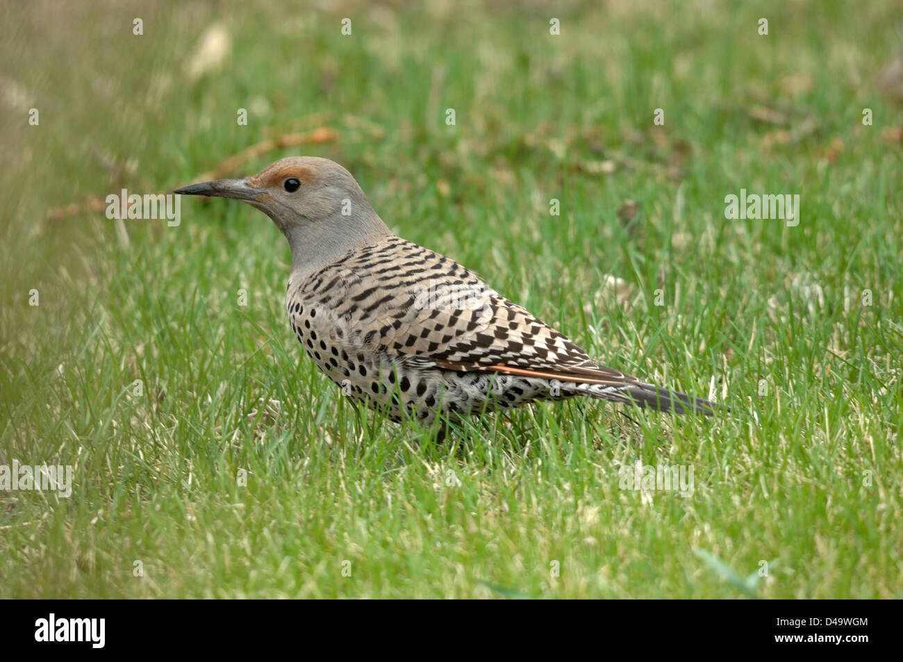 A female Northern Flicker (Colaptes auratus) sitting on grass during summer. Stock Photo