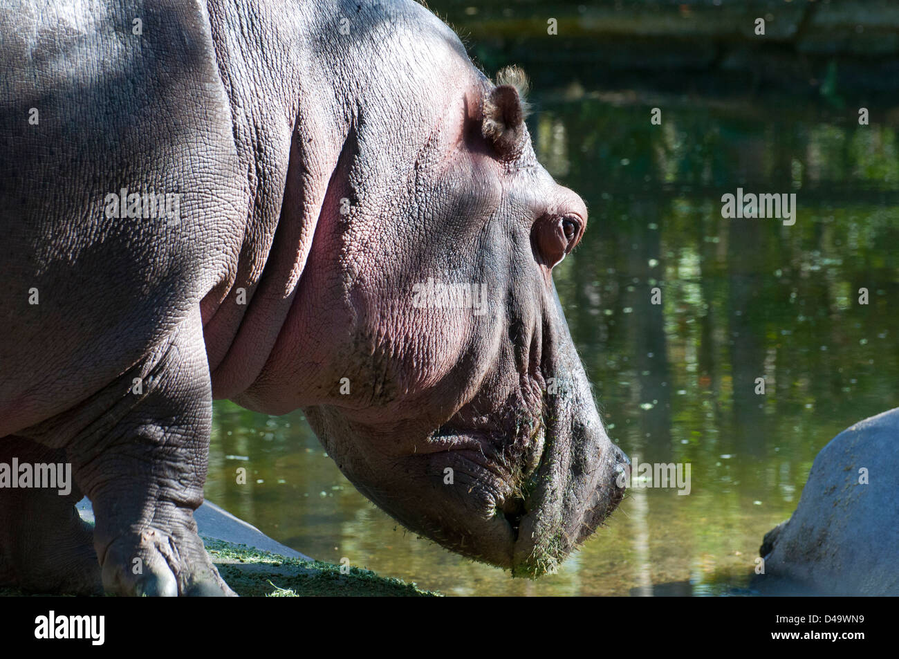 A Hippopotamus Stock Photo