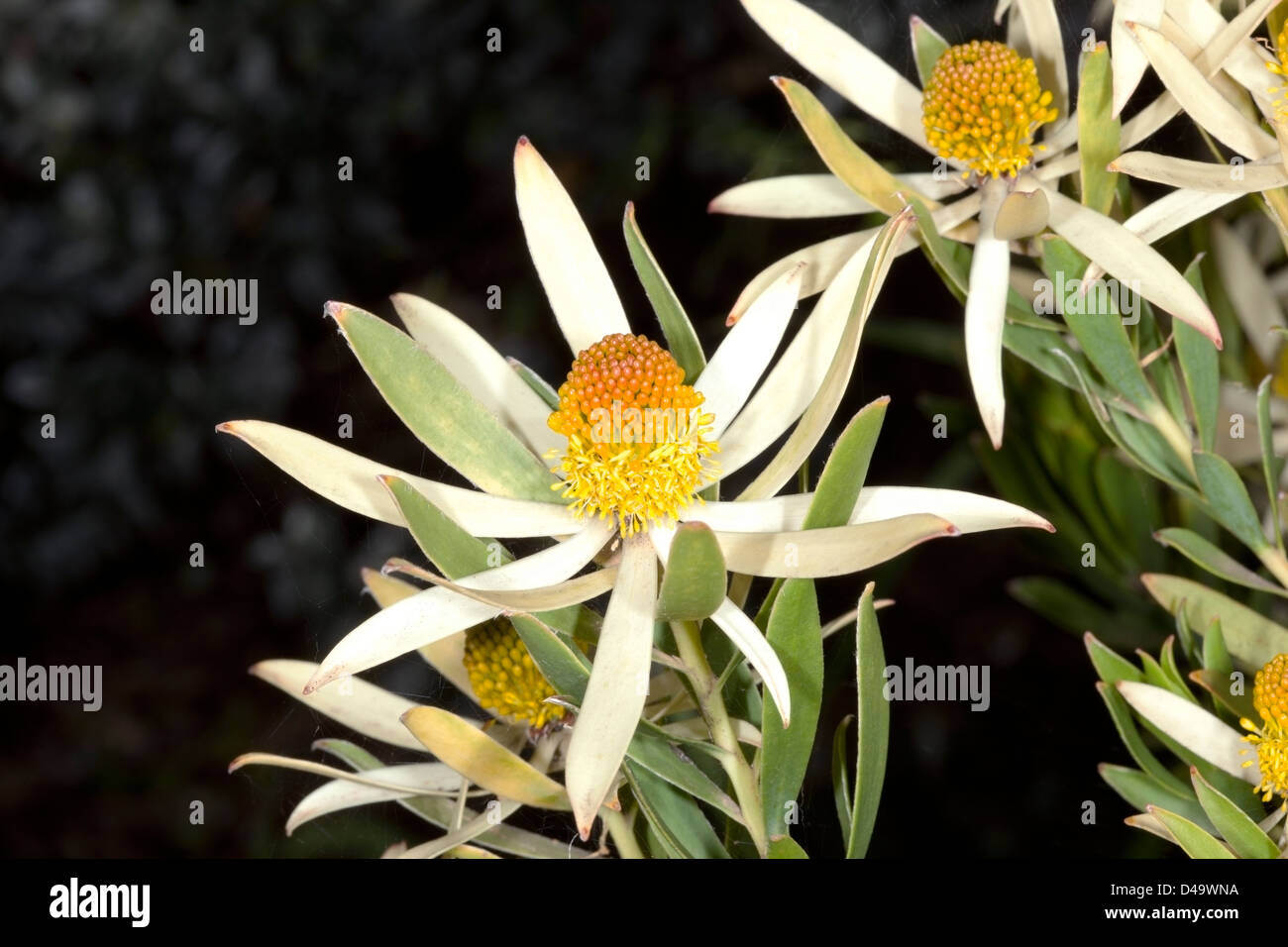 Common Sunshine Conebush/Leucadendron/ Leucadendron salignum male flower- Family Proteaceae Stock Photo