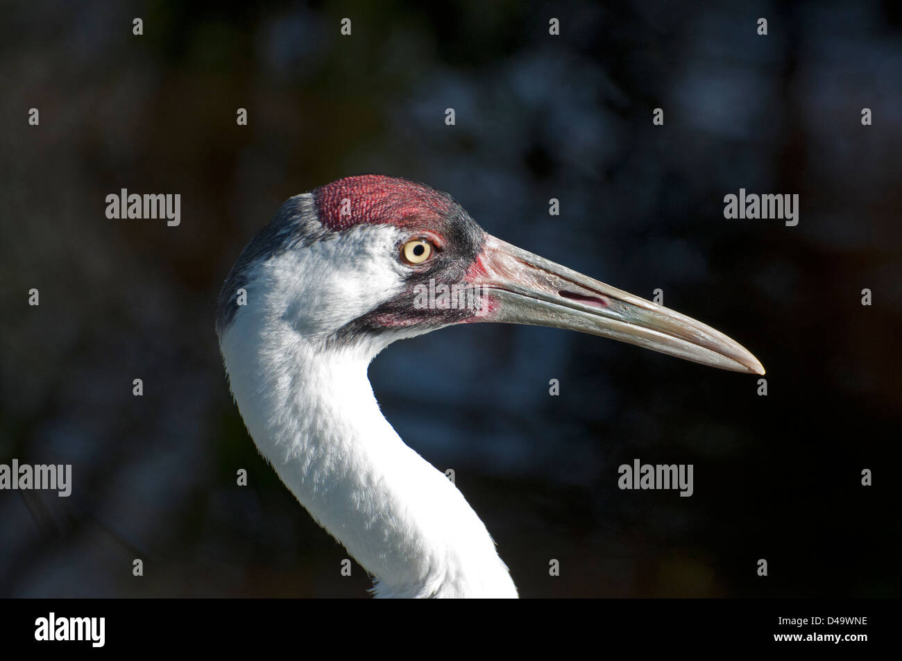 Close-up of a Whooping Crane. Stock Photo
