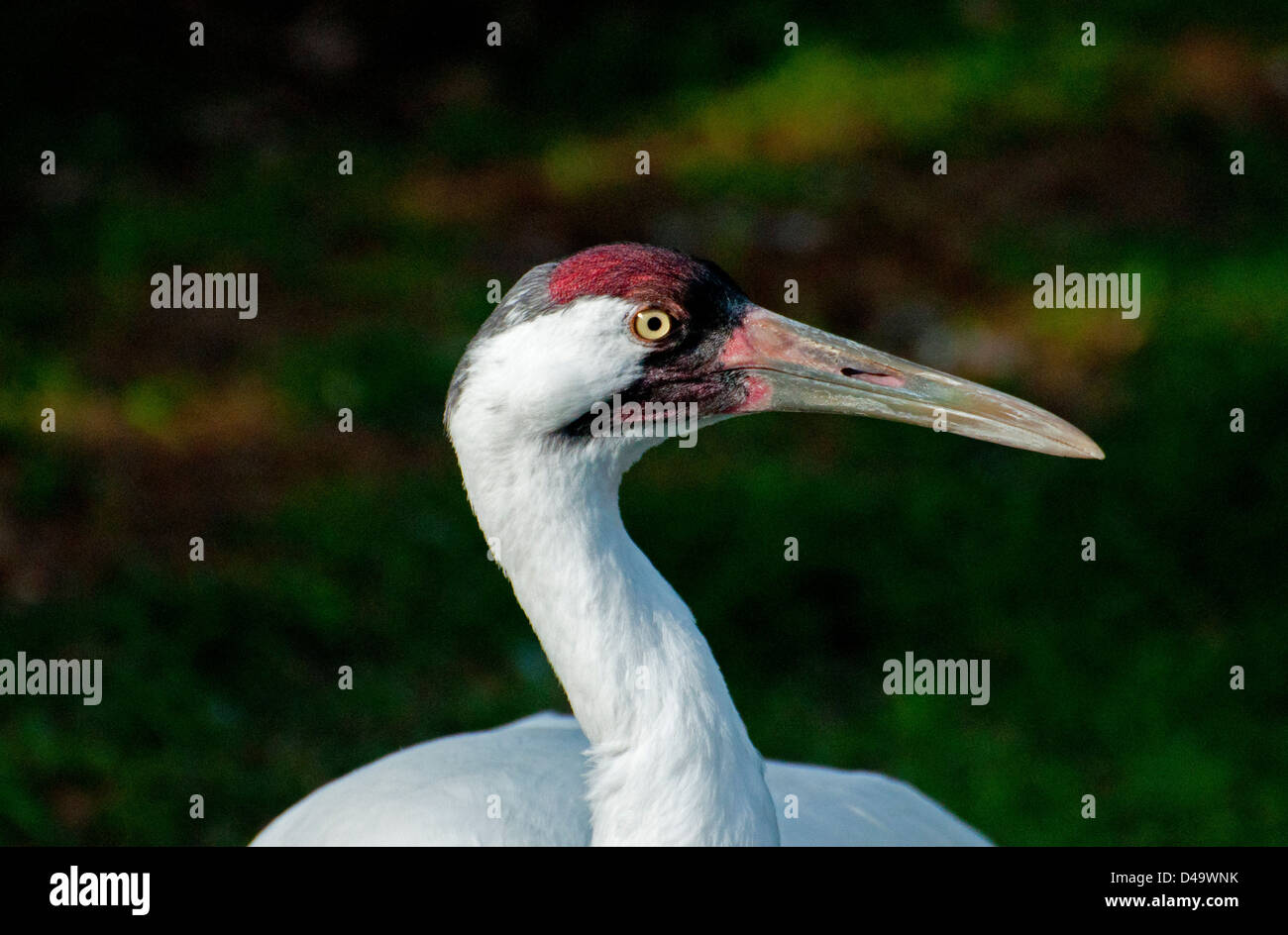 Close-up of a Whooping Crane. Stock Photo