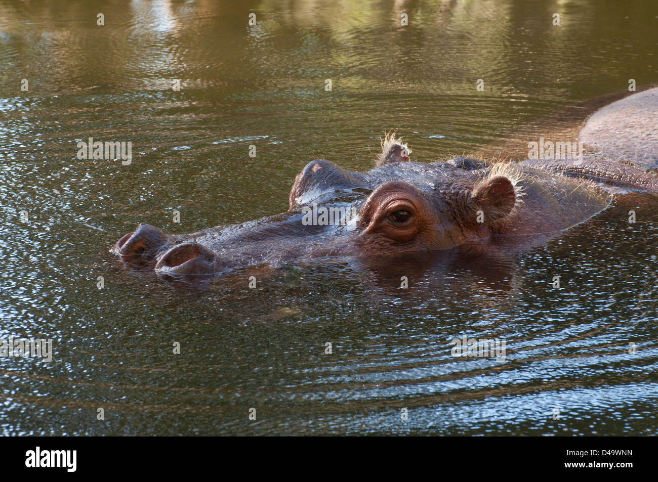 A Hippopotamus Stock Photo