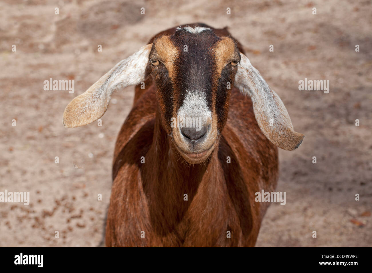 Nubian Goats With Horns