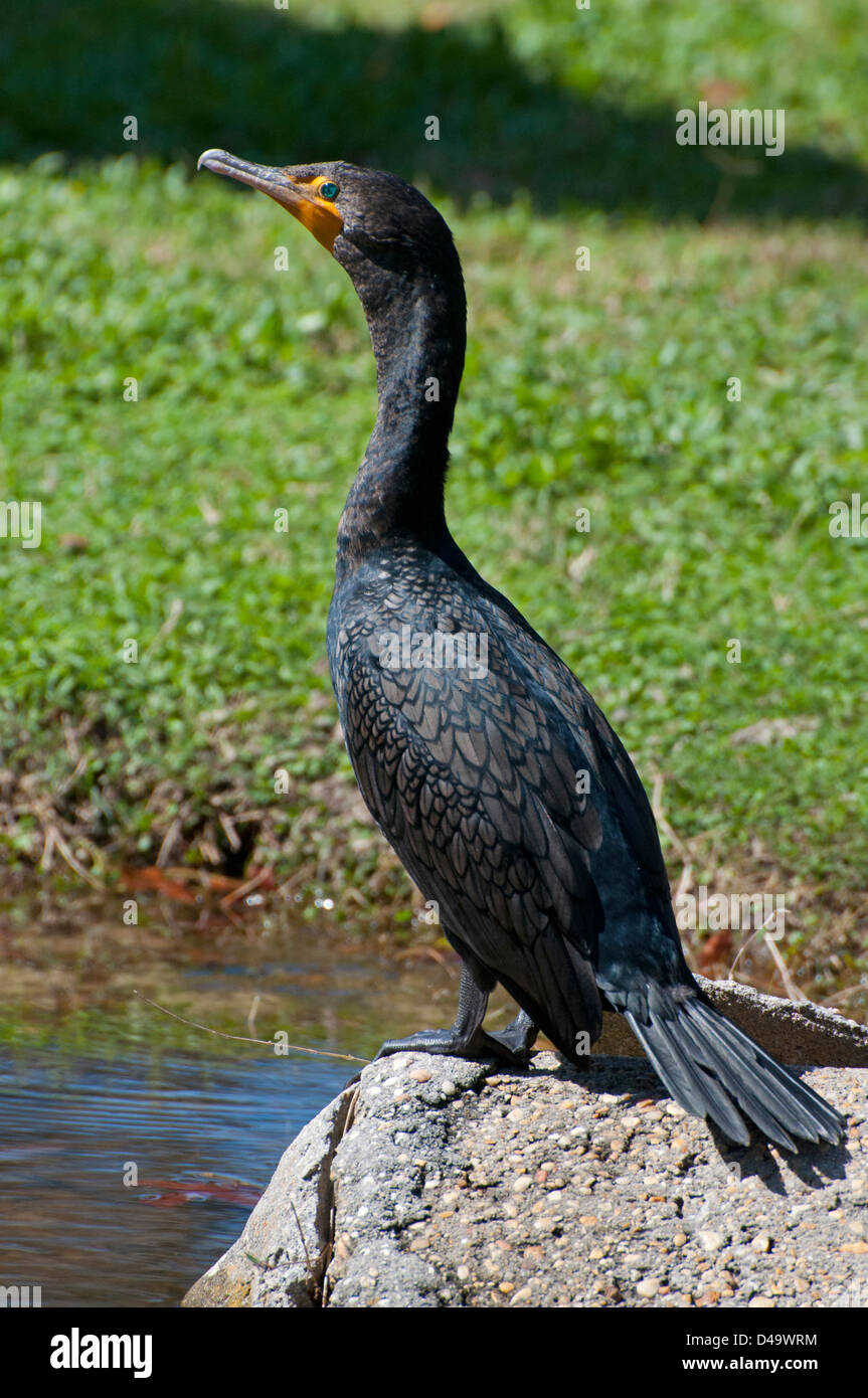 A Doublecrested Cormorant Stock Photo Alamy