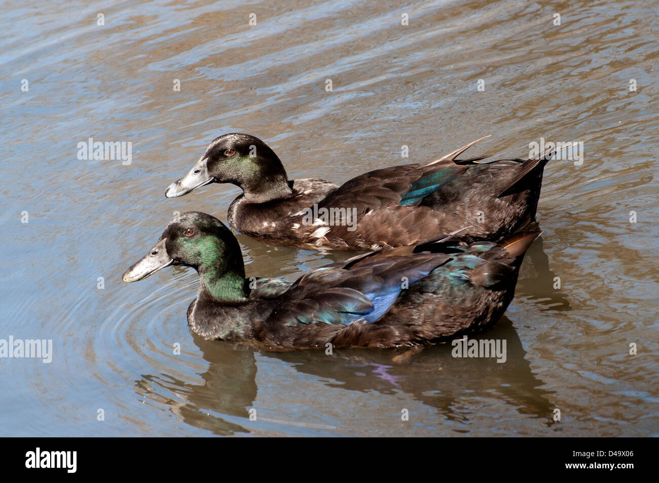 A pair of Ducks Stock Photo - Alamy