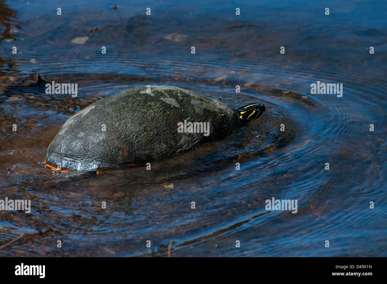 A Florida Red-bellied Turtle. Stock Photo