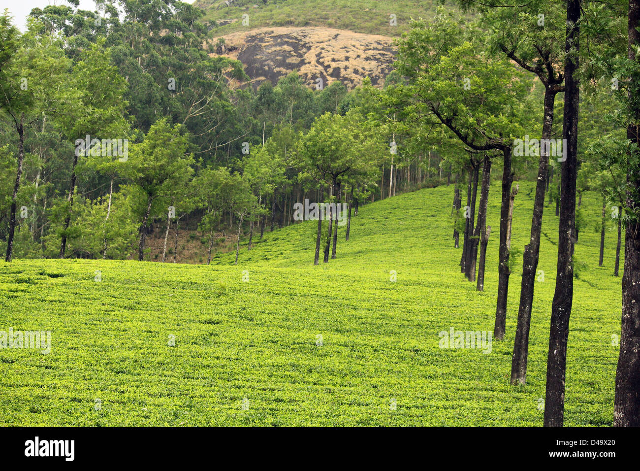 tea estate in Munnar, Kerala, India Stock Photo