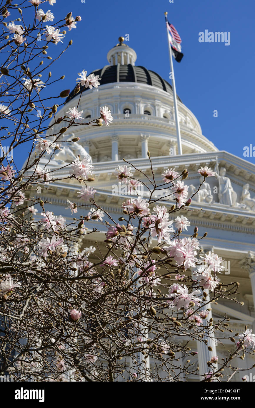 Spring Flowers at the California State Capitol in Sacramento Stock