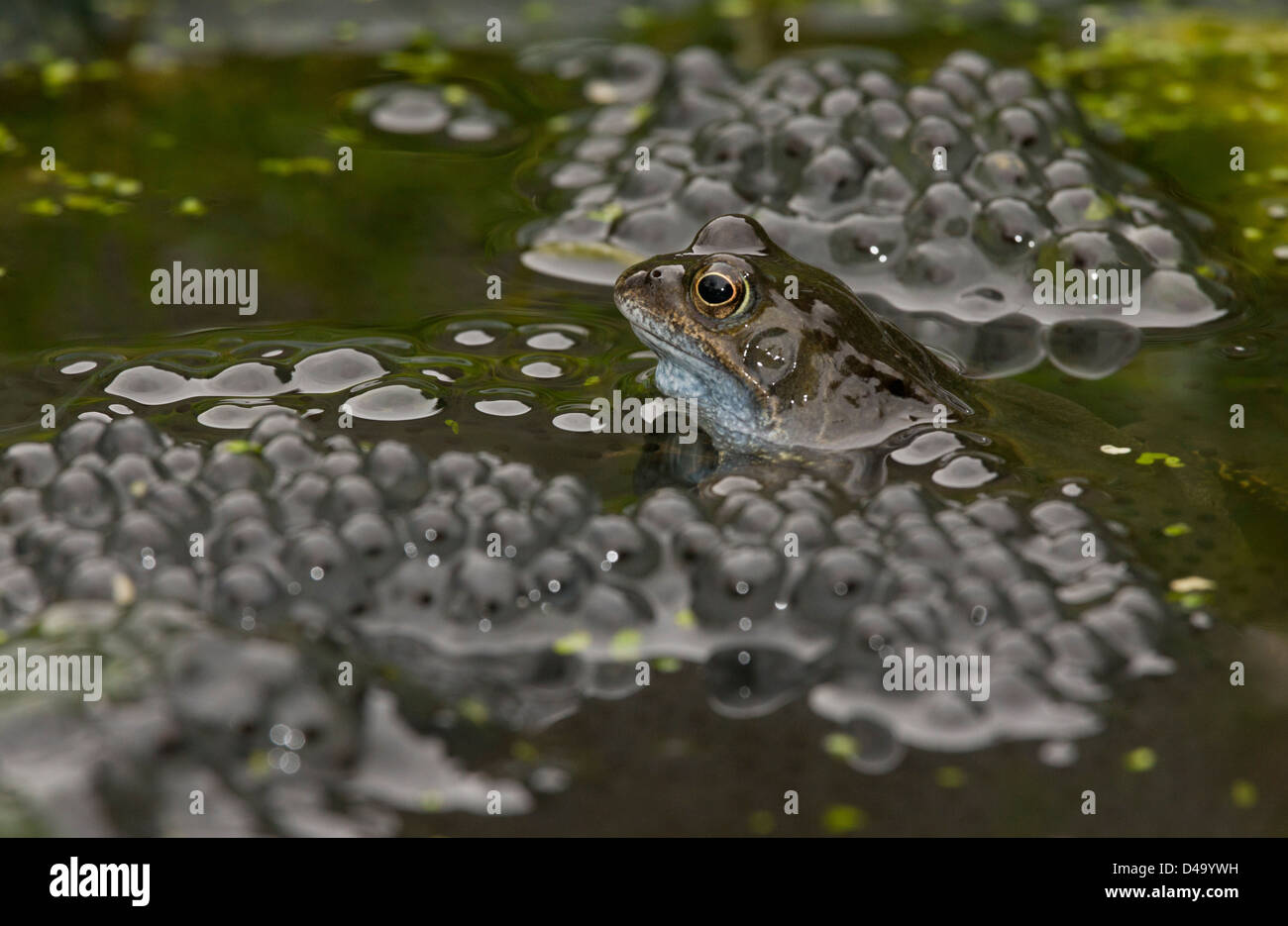 Common frogs, European common brown frog, Rana temporaria, at breeding