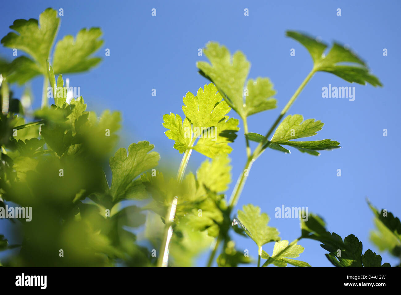 Berlin, Germany, parsley, Petroselinum crispum Stock Photo