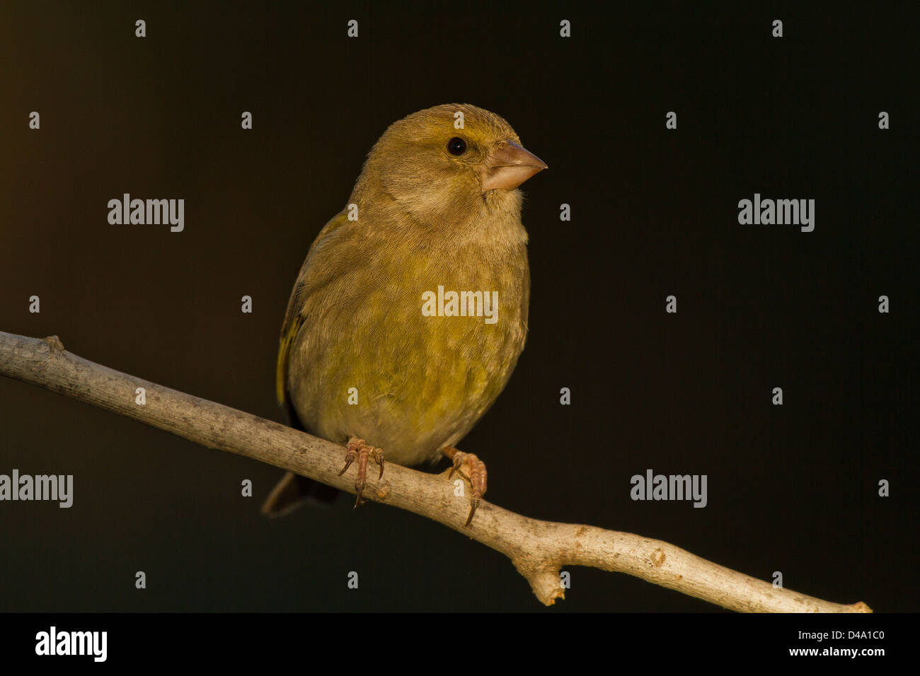 A greenfinch with the first ray of sunshine. Black background. Stock Photo