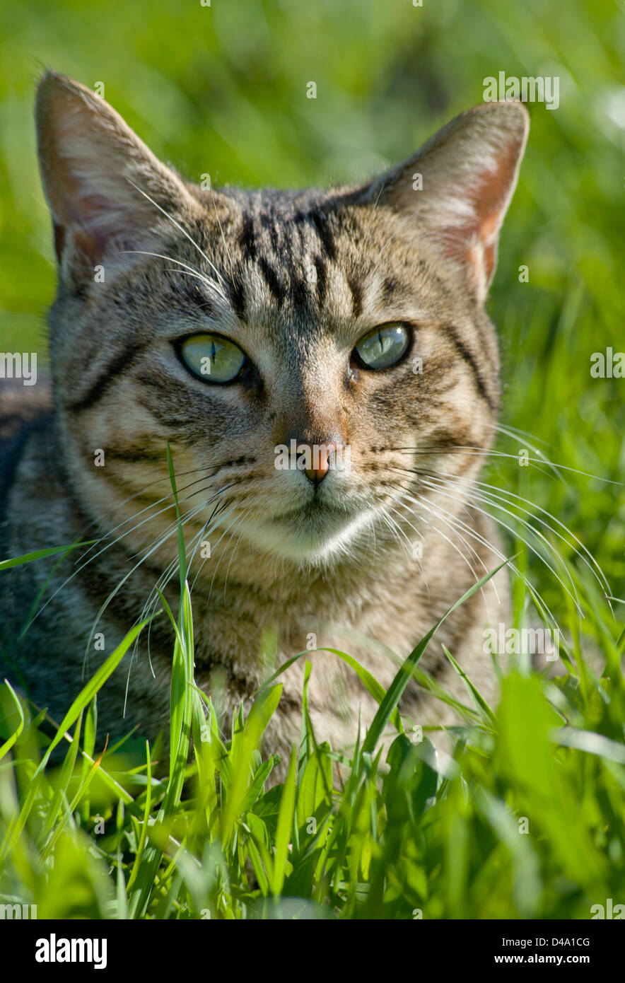 close up portrait of a young tabby cat in a meadow Stock Photo - Alamy