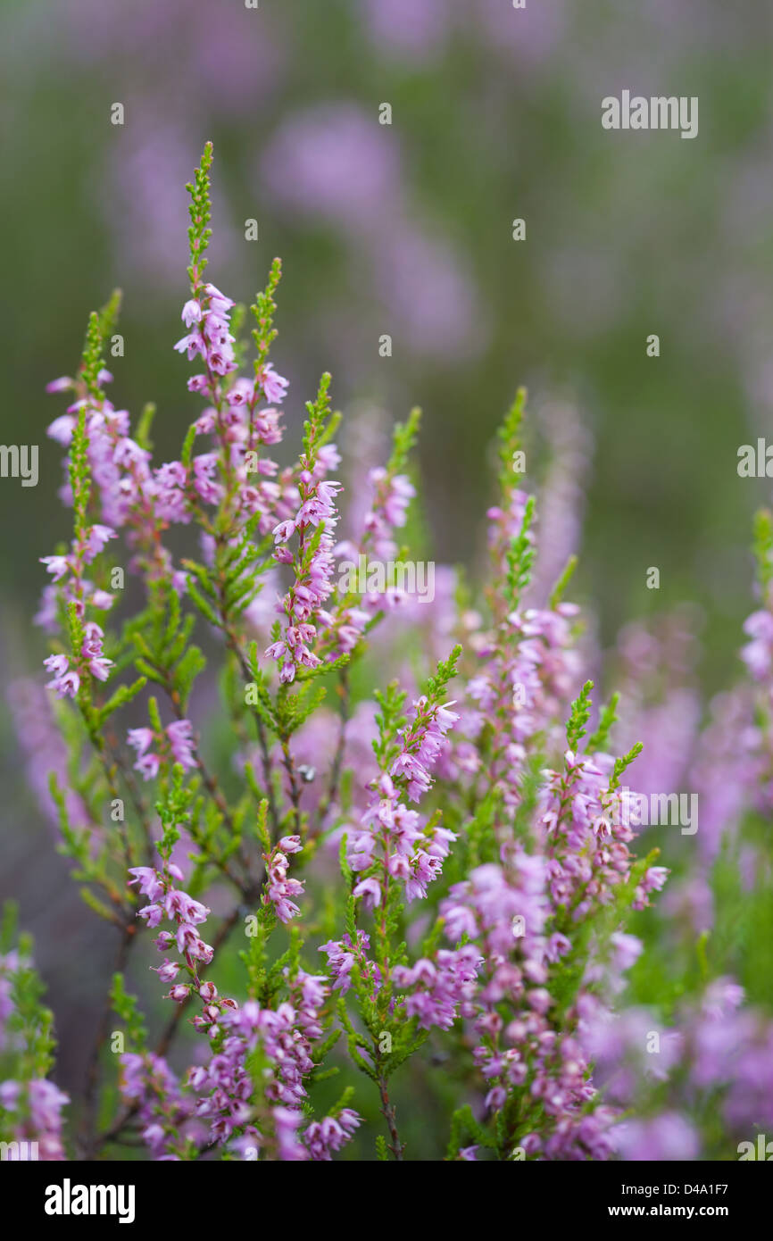 Heather field hires stock photography and images Alamy