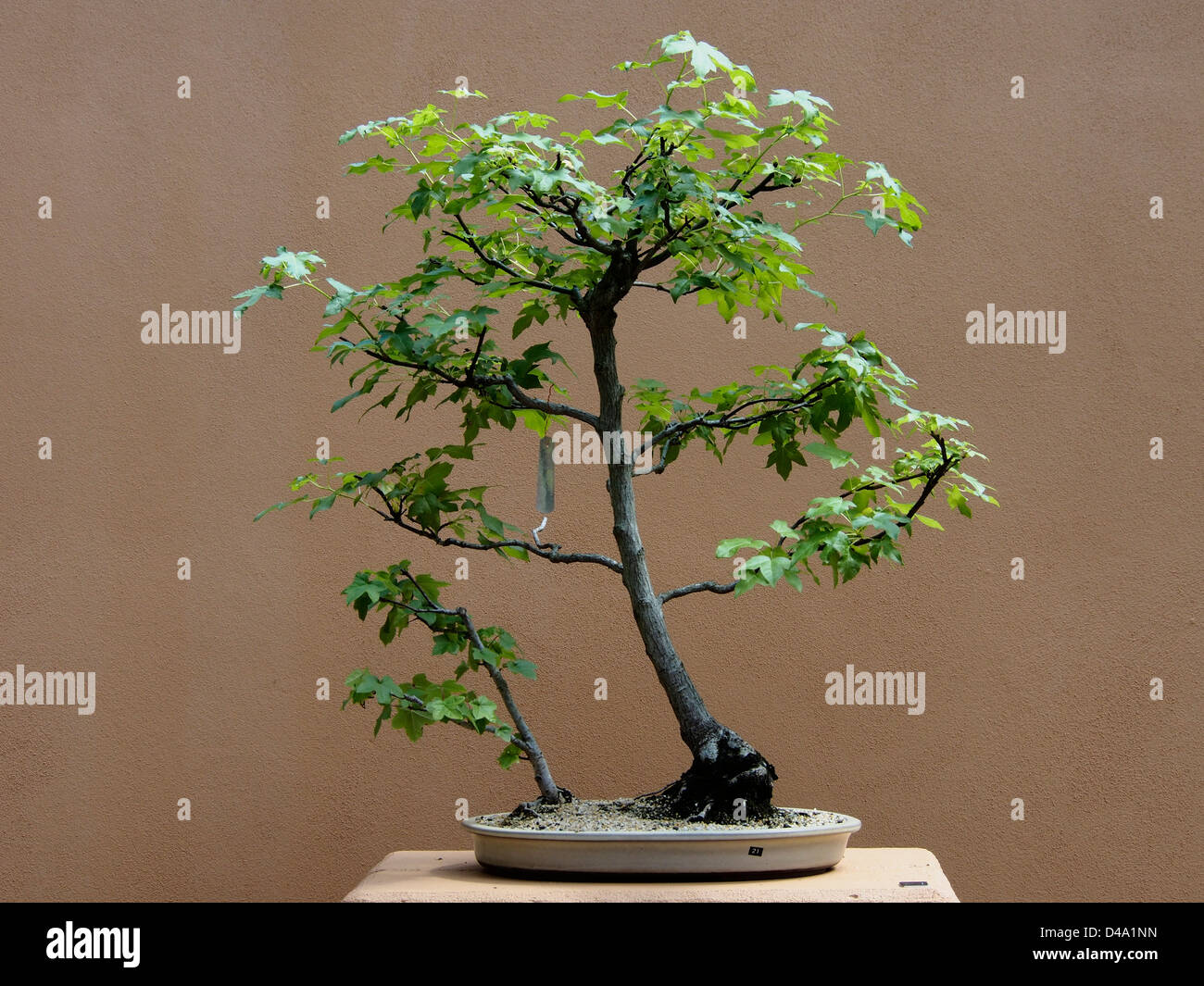 BONSAI TREE ON DISPLAY AT MT COOTTHA BOTANICAL GARDEN BRISBANE