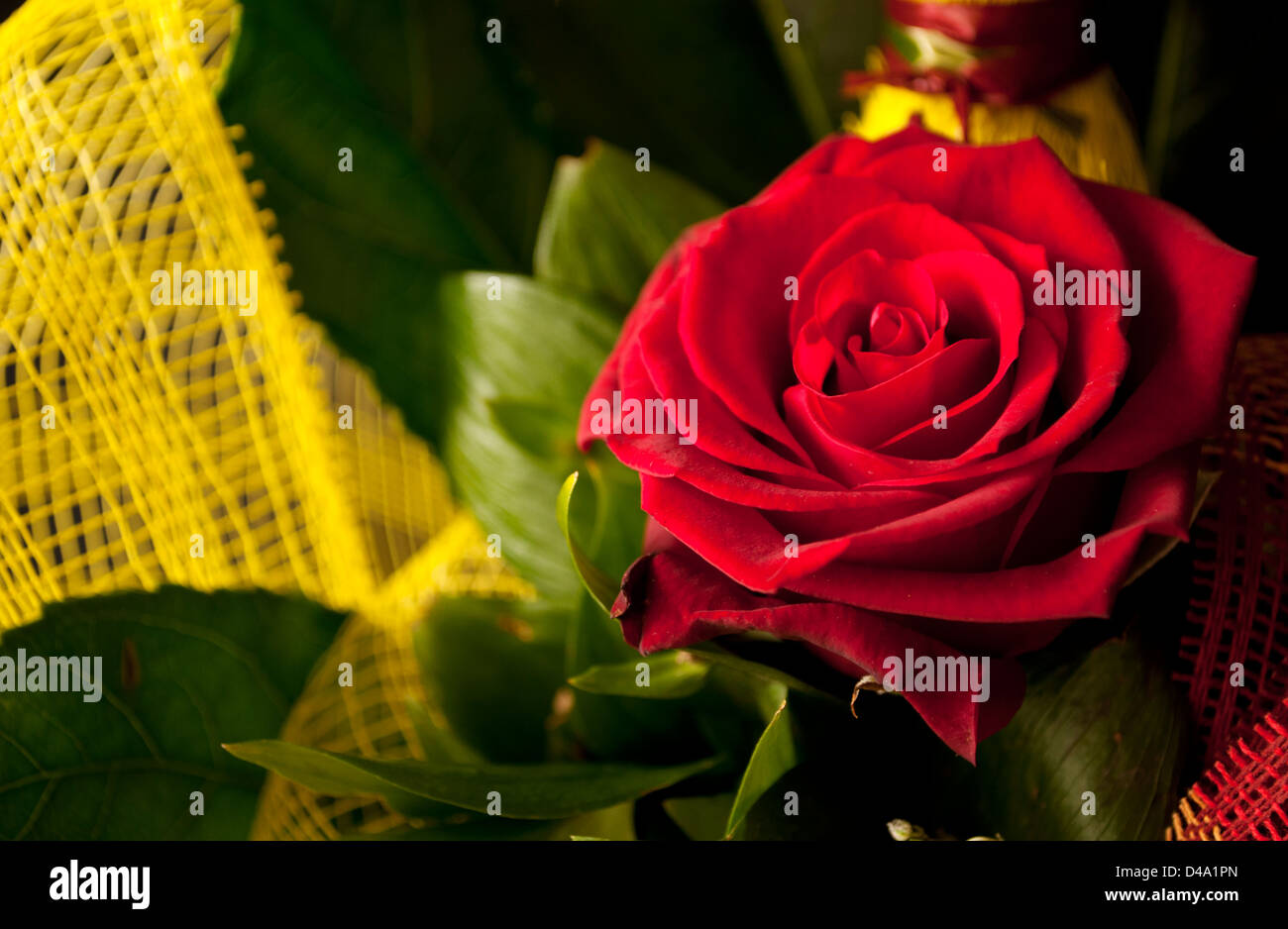 Beautiful red rose Stock Photo - Alamy