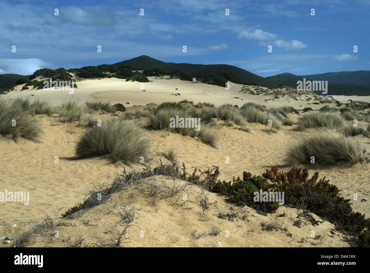 Ingurtosu Italy, dunes in the nature reserve in Sardinia Costa Verde Stock Photo