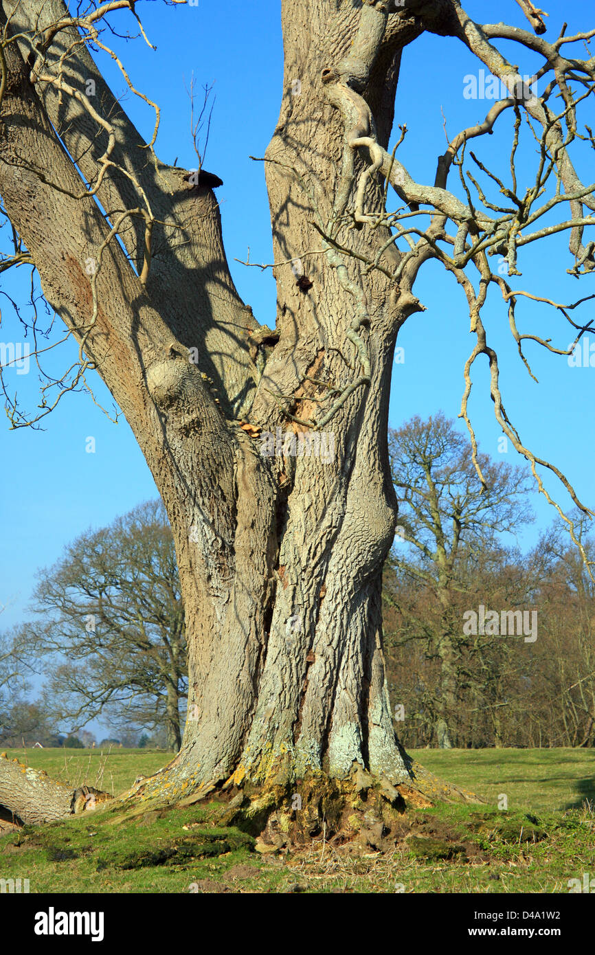Land ash trees hi-res stock photography and images - Alamy