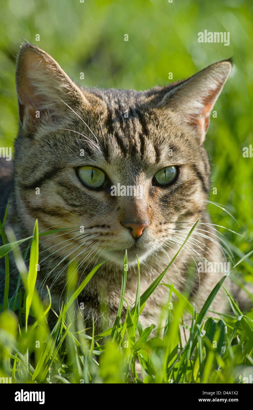 close up portrait of a young tabby cat lying in wait in the grass outdoors Stock Photo