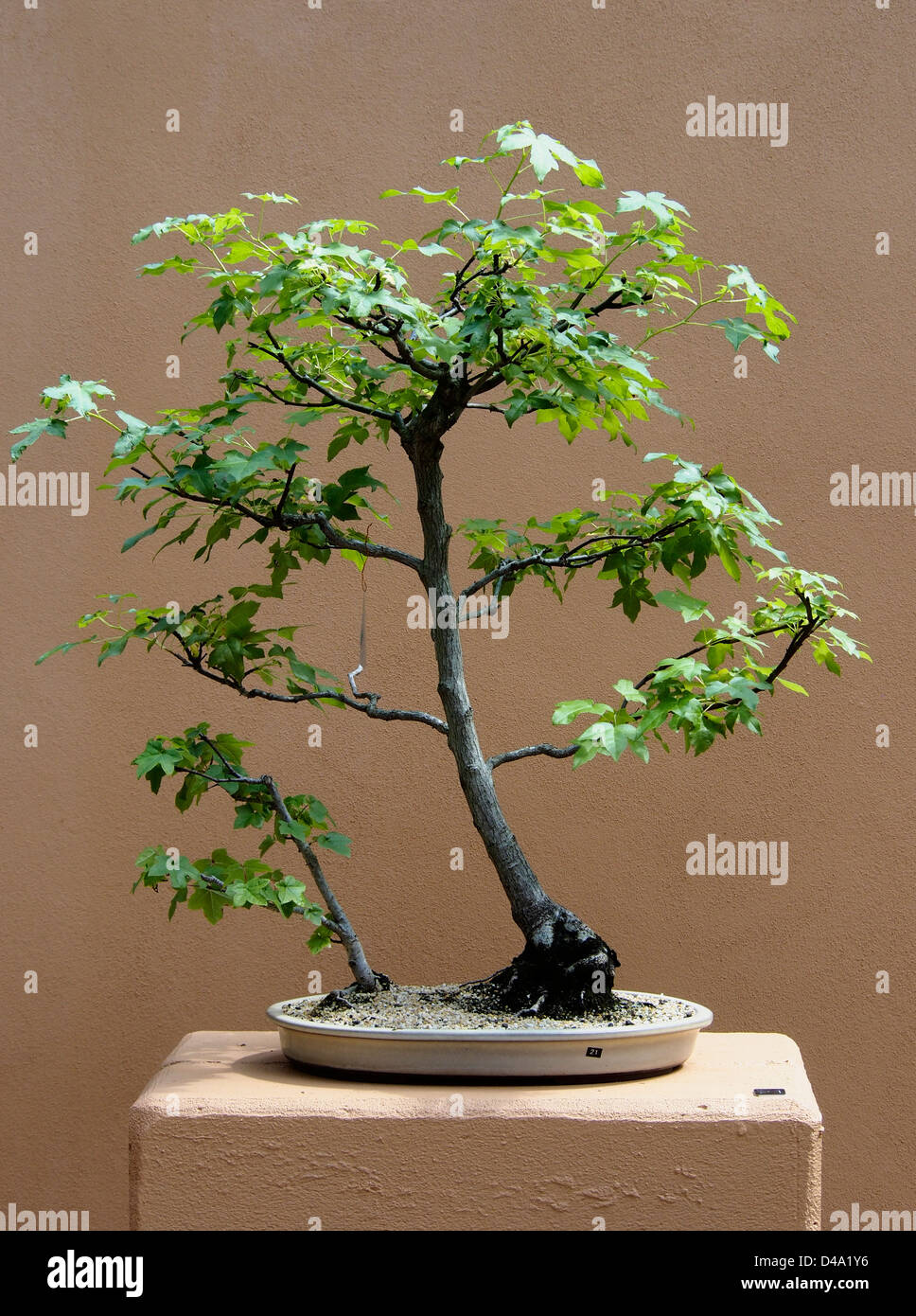 BONSAI TREE ON DISPLAY AT MT COOTTHA BOTANICAL GARDEN BRISBANE