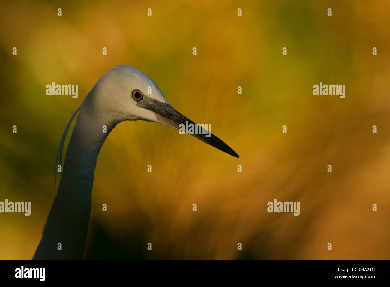 A portrait of Little egret Stock Photo