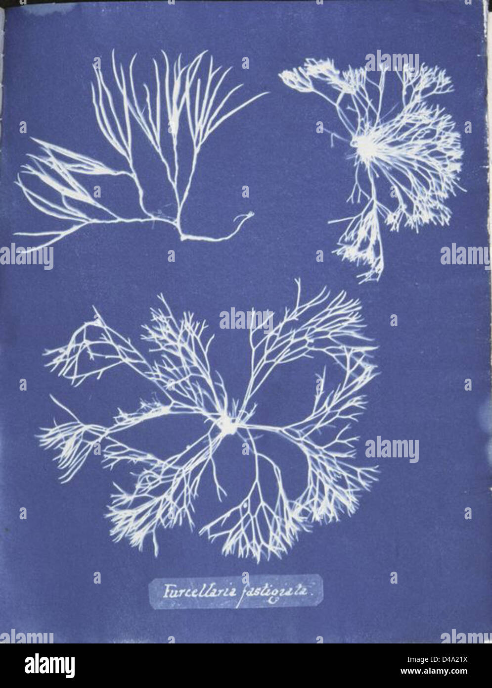 Furcellaria fastigiata. Stock Photo