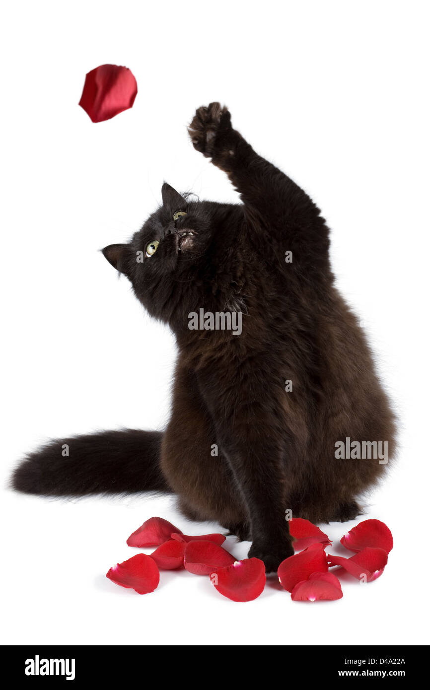 Black cat catching rose petal hires stock photography and images Alamy