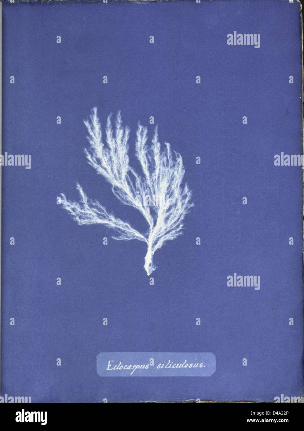 This cyanotype photograph shows the marine algae species Ectocarpus ...