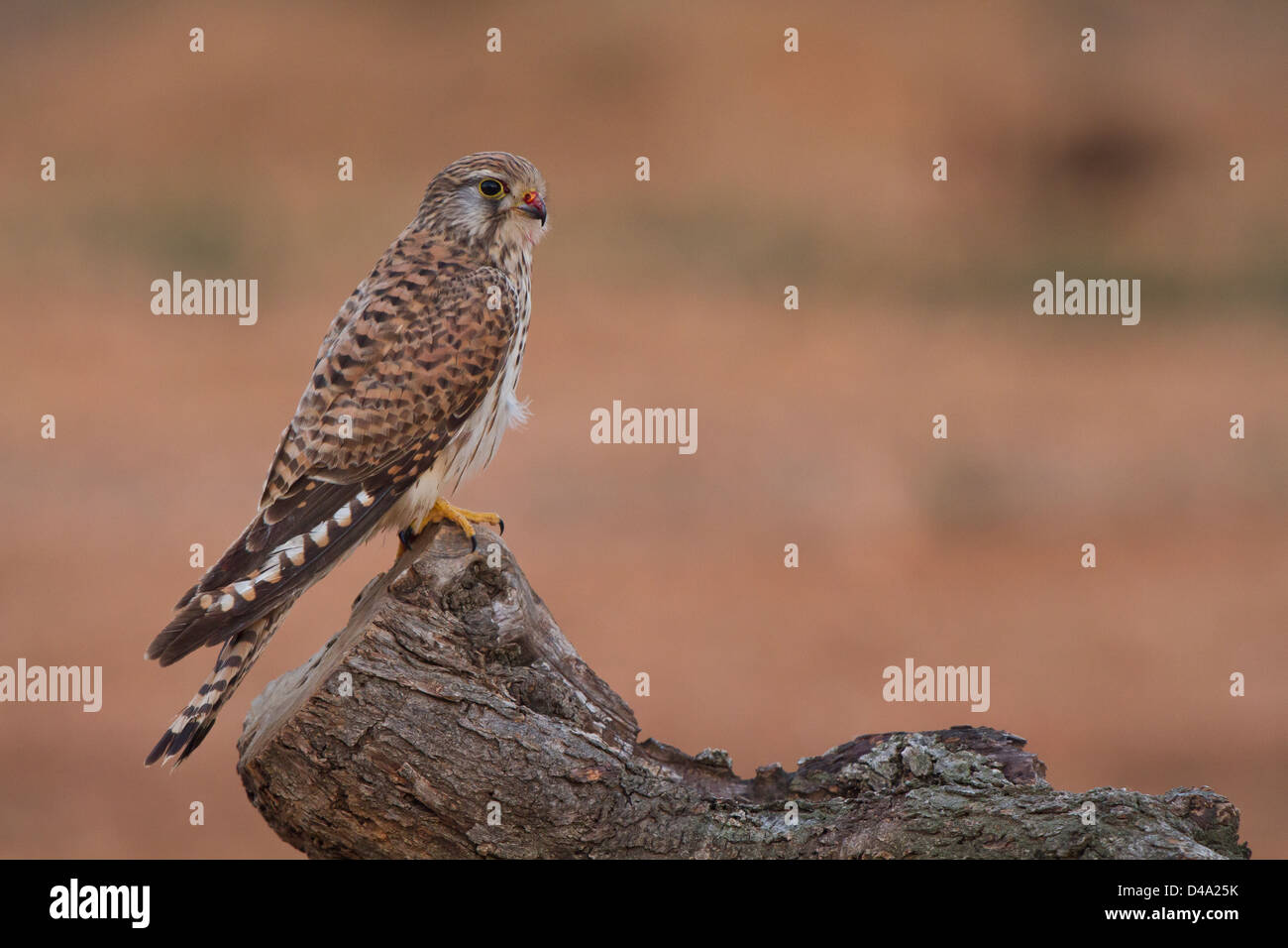 A common kestrel resting after eating Stock Photo