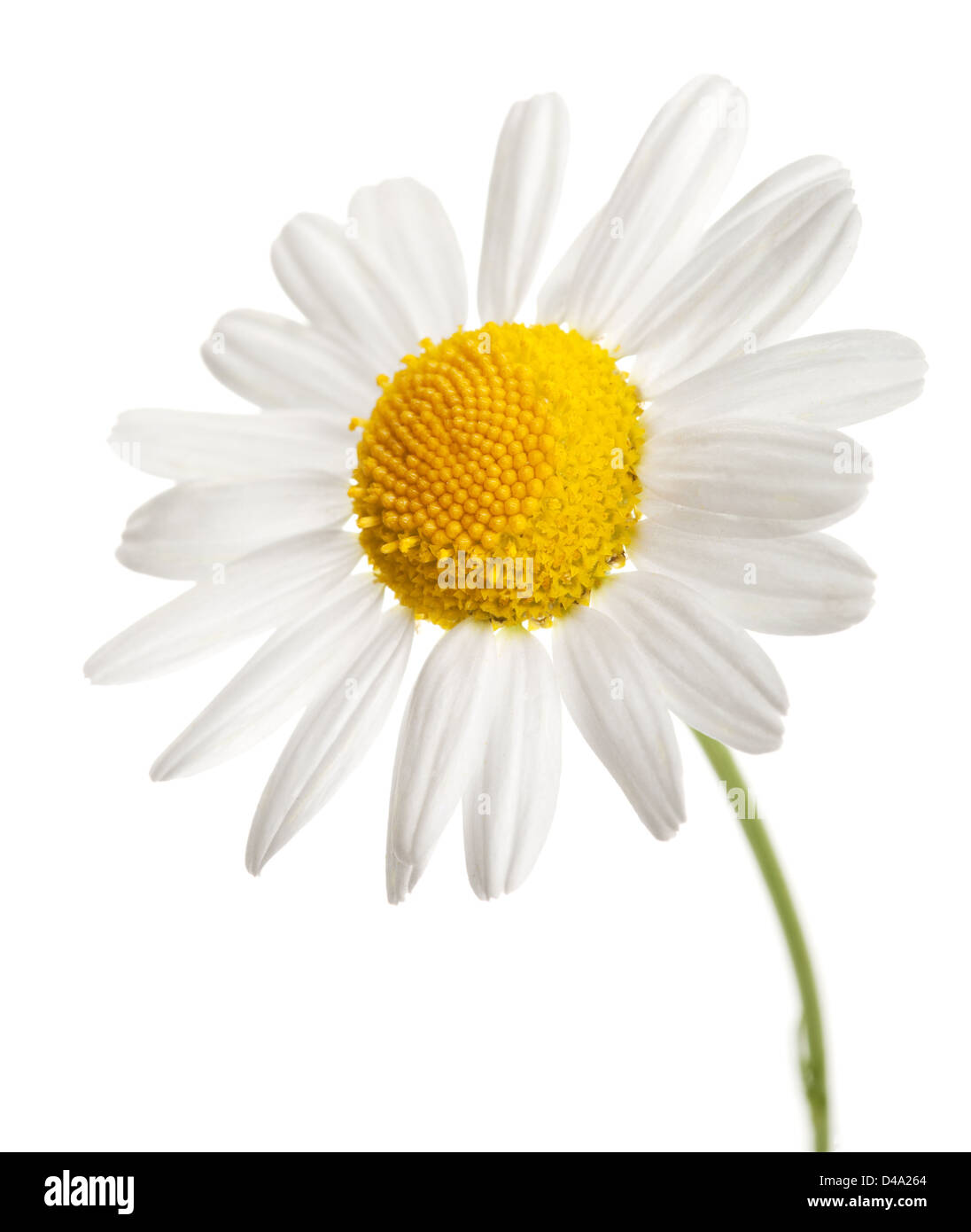 chamomile flower isolated Stock Photo