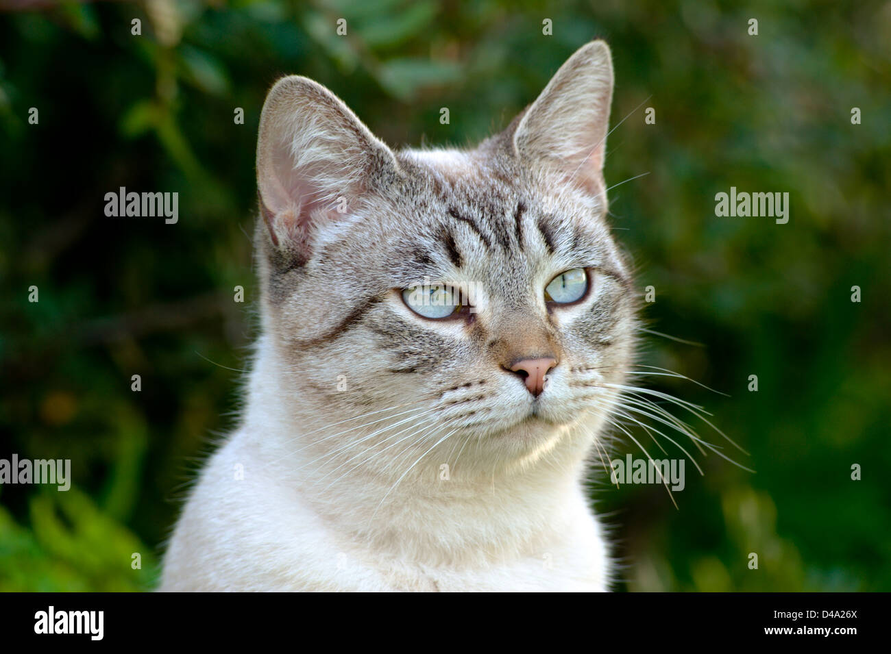 a young tabby cat with blue eyes outdoors Stock Photo - Alamy