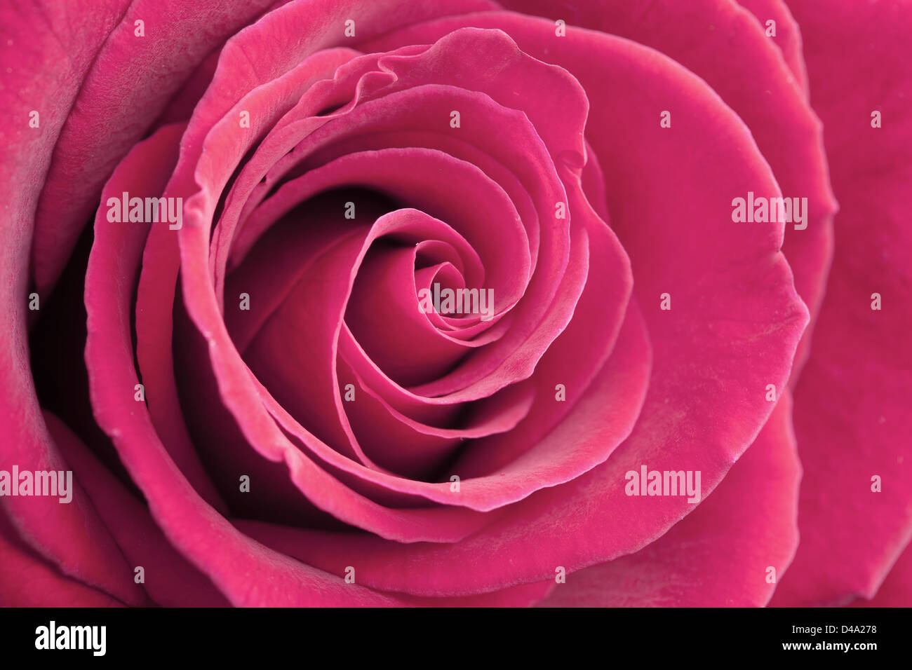 pink rose background Stock Photo
