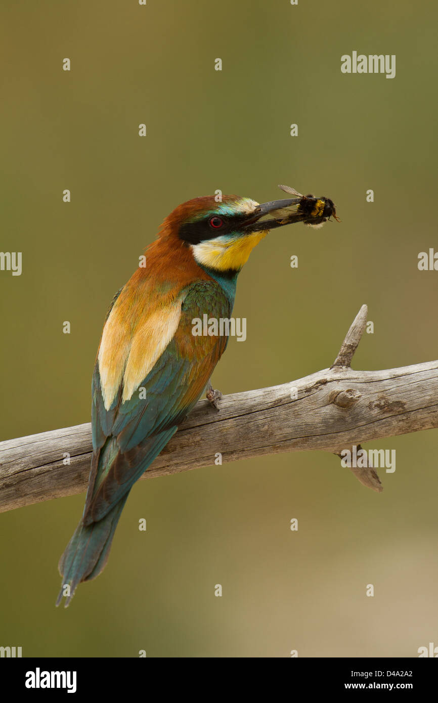 A Bee-eater on the perch with a prey Stock Photo