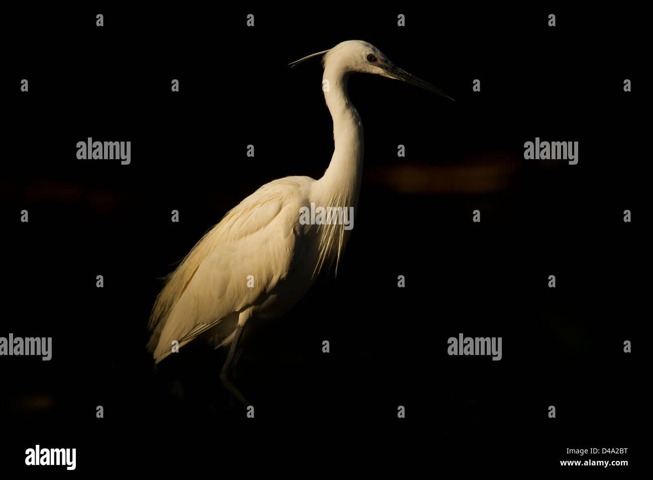 A Little egret in the dark Stock Photo
